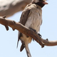 Illustration for article titled You Will Not Believe What This Ordinary-Looking Bird Does